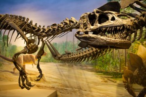Allosaurus Burke Museum