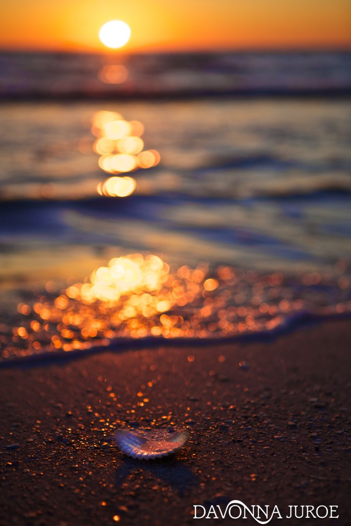 Seashell, beach, sunset, Florida
