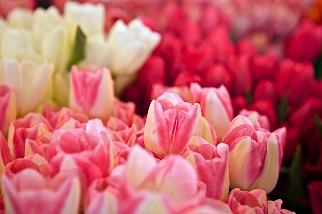 Tulips Pike Place Market