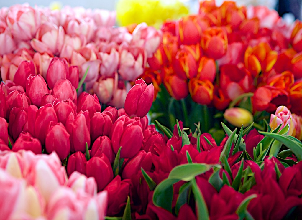 Tulips Pike Place Market