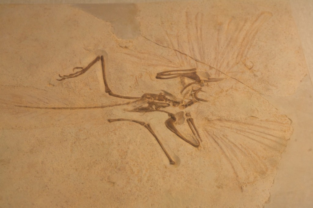 Archeopteryx cast. Supposedly one of the first "birds." 