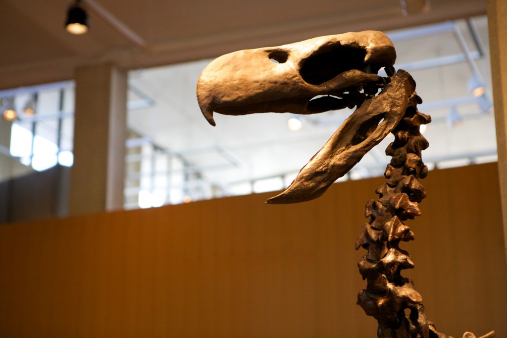 Paraphysornis, a.k.a. the terror bird 