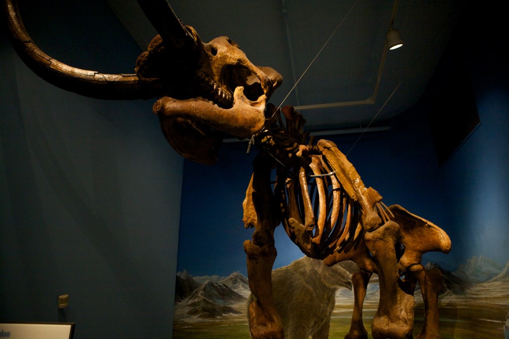 Mastodon 