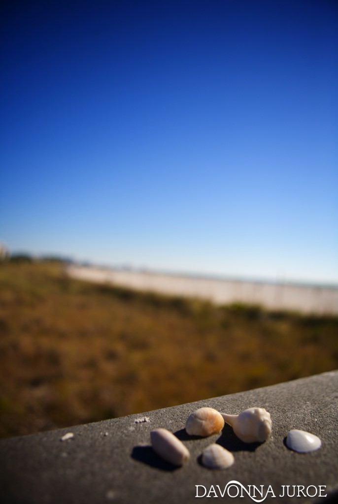 Seashells, Florida