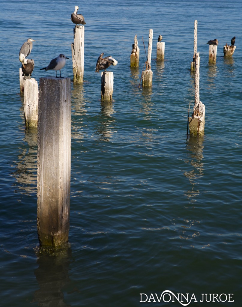 Birds Florida