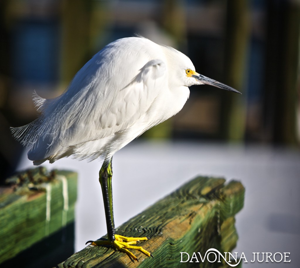 Egret