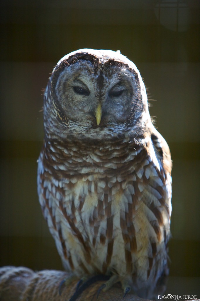 Owl Boyd Hill Nature Preserve
