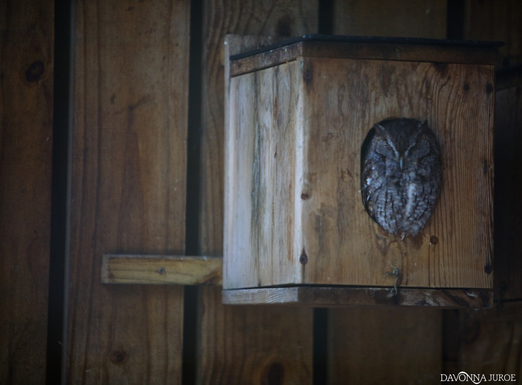 Owl, Boyd Hill Nature Preserve