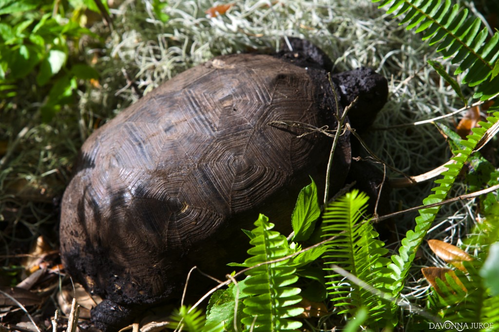 Turtle, Boyd Hill Nature Preserve