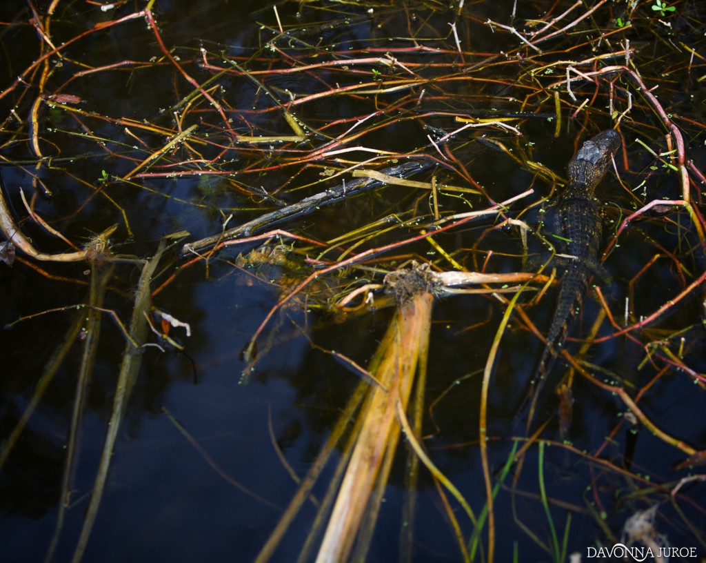 Alligator, Boyd Hill Nature Preserve