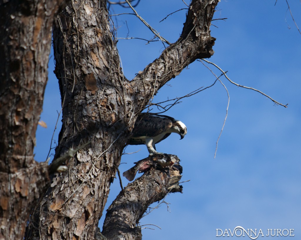 Osprey, Boyd Hill Nature Preserve