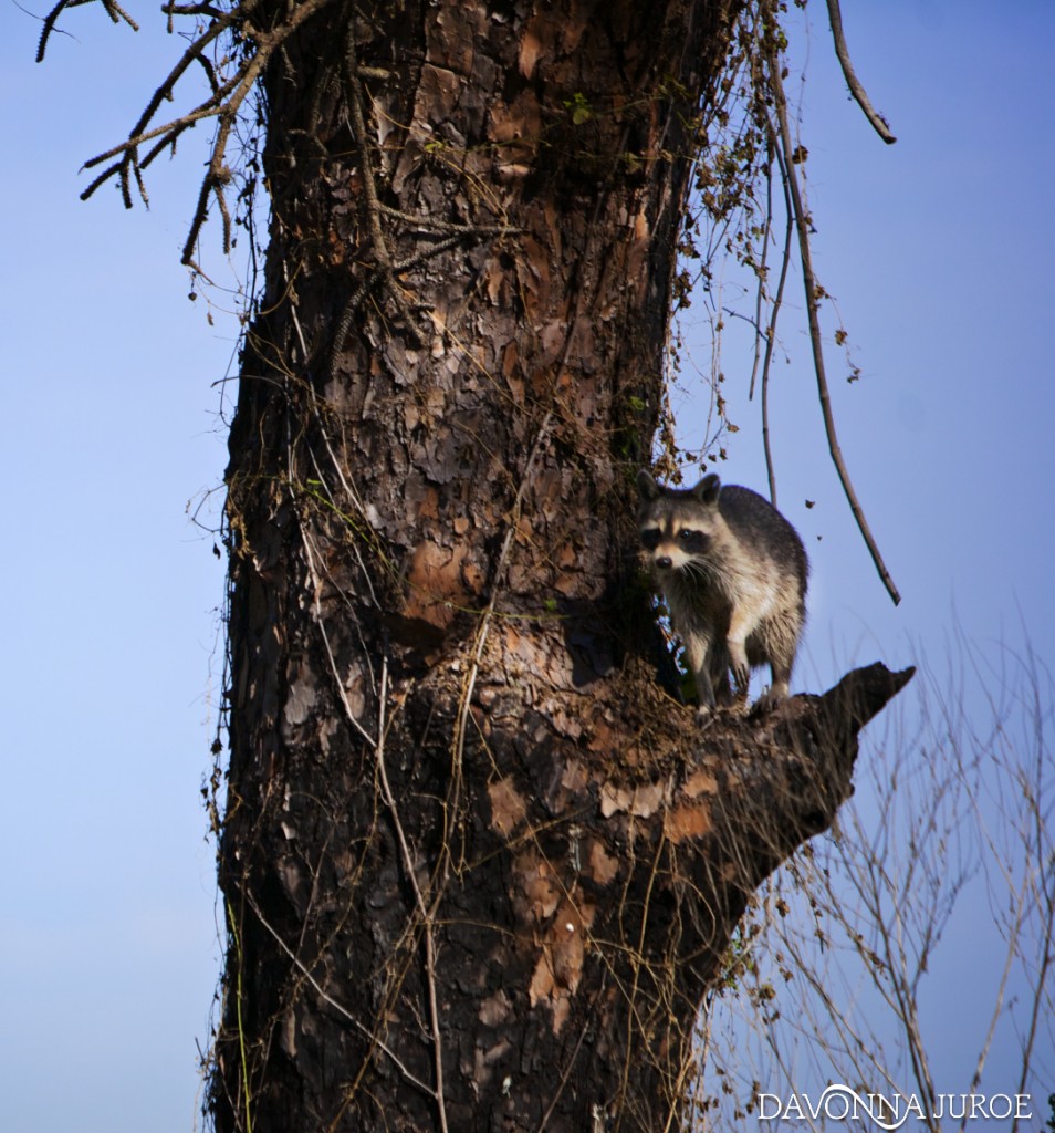 Raccoon, Boyd Hill Nature Preserve 