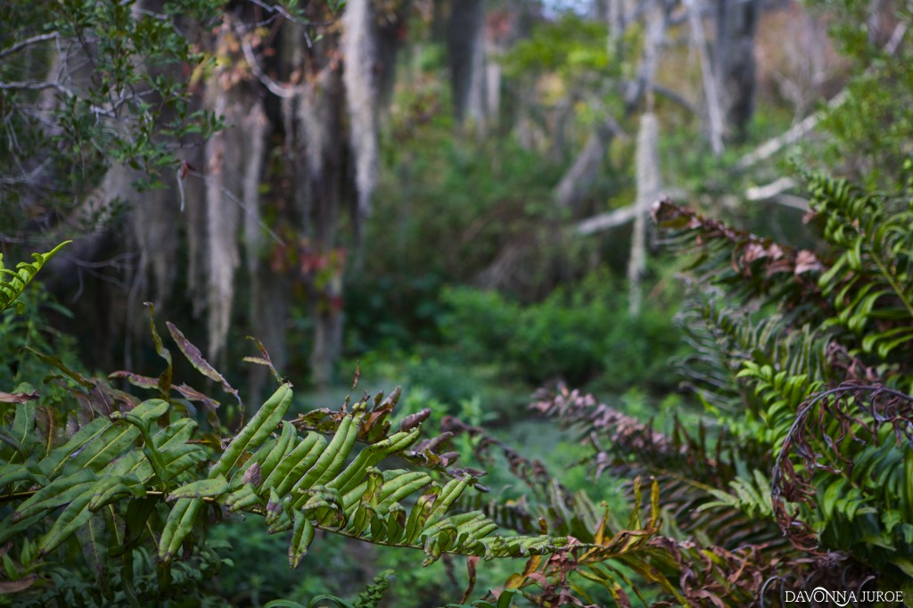 Boyd Hill Nature Preserve