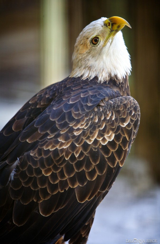 Eagle, Boyd Hill Nature Preserve