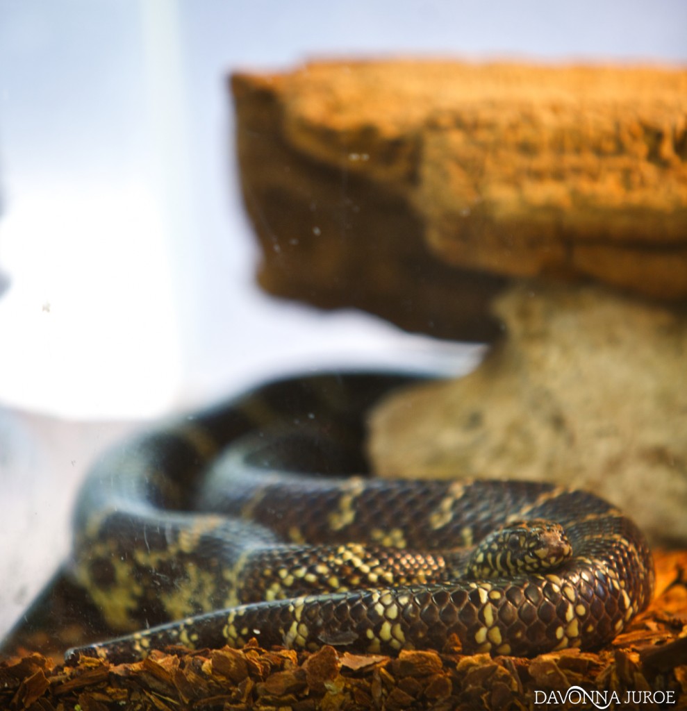 Snake, Boyd Hill Nature Preserve