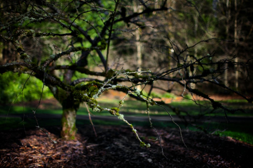 Washington Park Arboretum