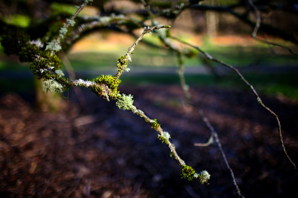 Washington Park Arboretum