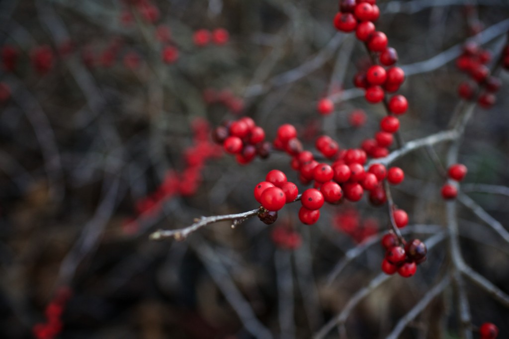 Washington Park Arboretum