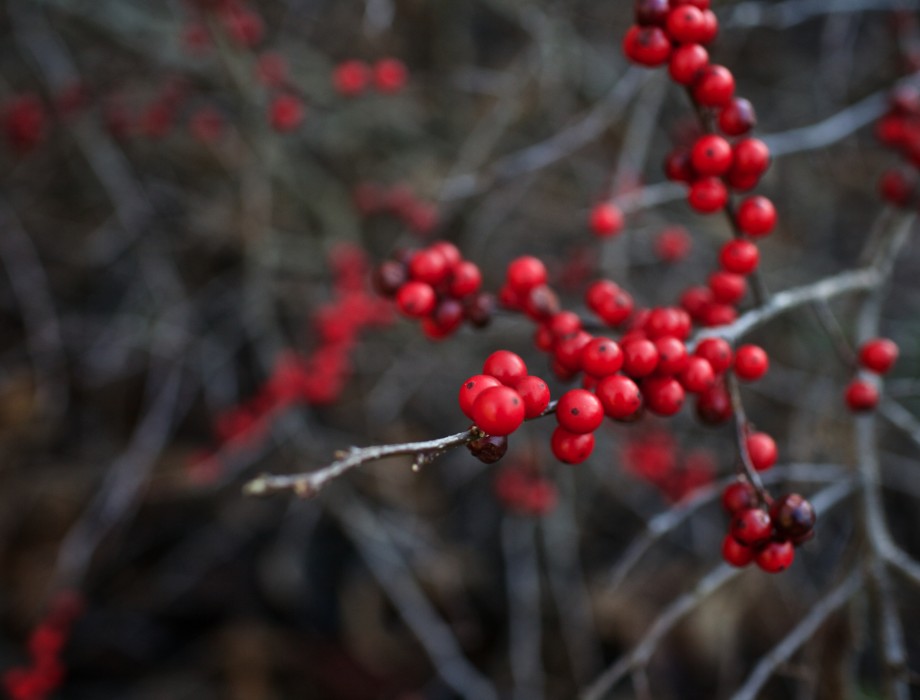 Washington Park Arboretum