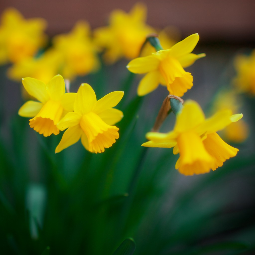 Daffodils by Davonna Juroe