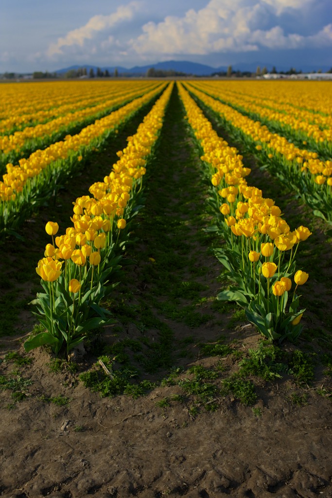 skagit valley tulip festival