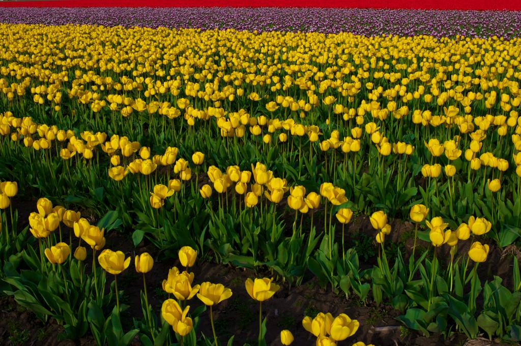 skagit valley tulip festival