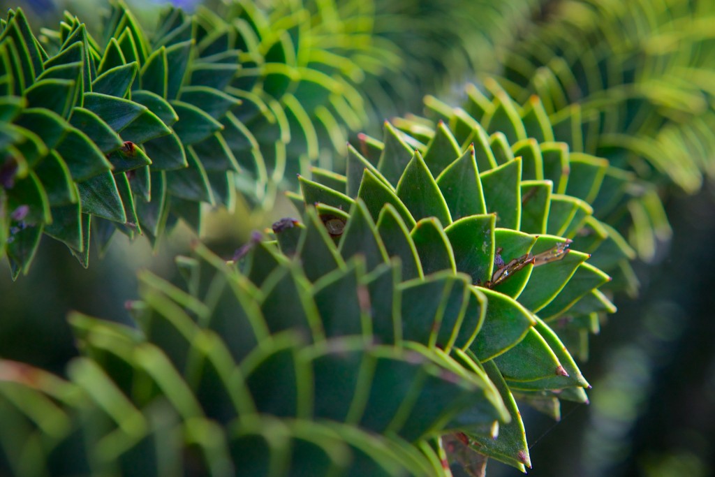 VanDusen Botanical Garden