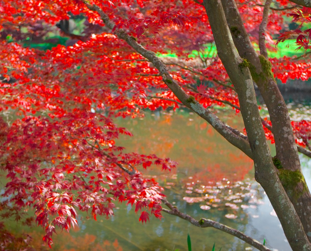 VanDusen Botanical Garden