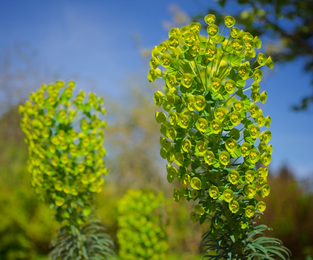 VanDusen Botanical Garden