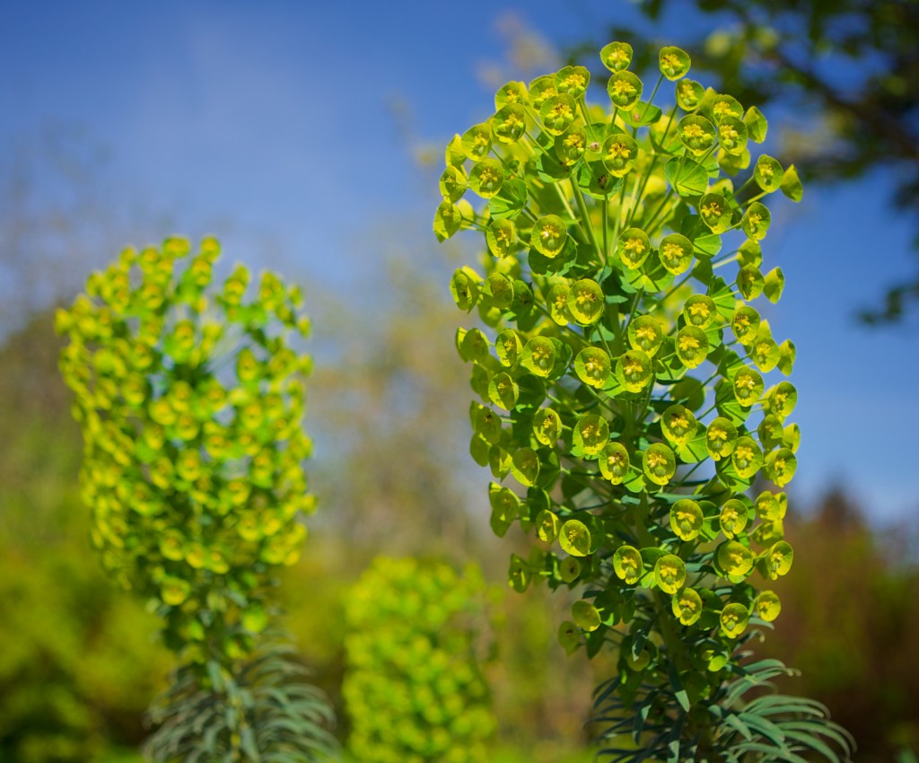 VanDusen Botanical Garden