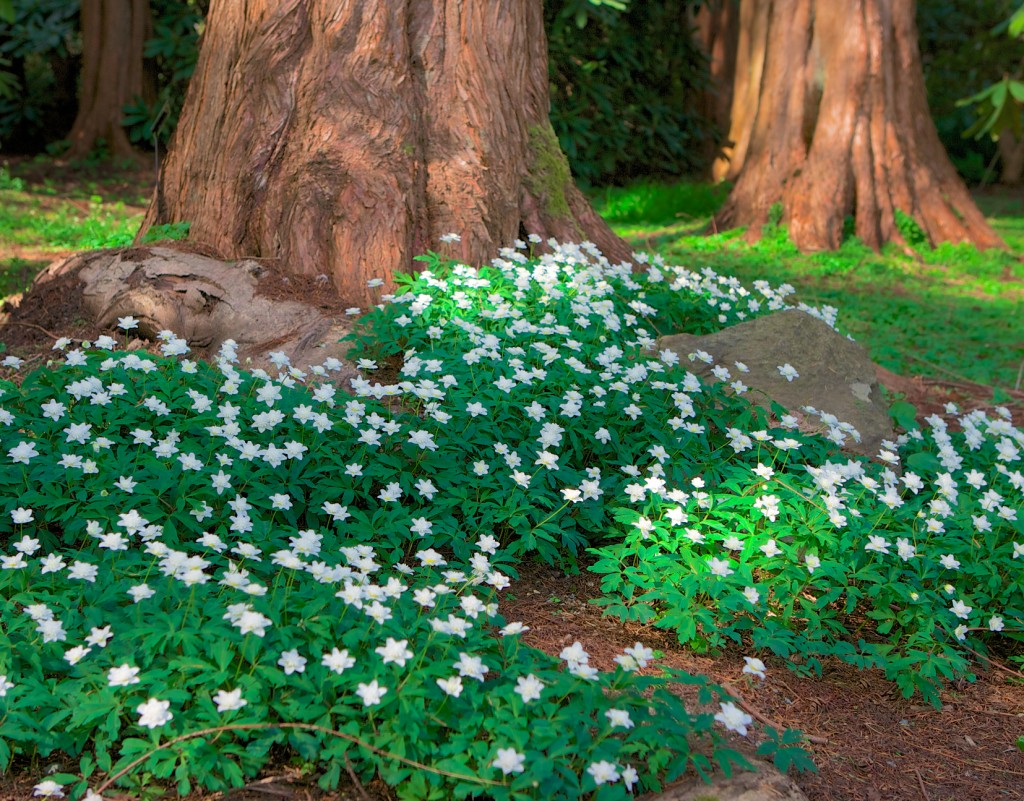 VanDusen Botanical Garden