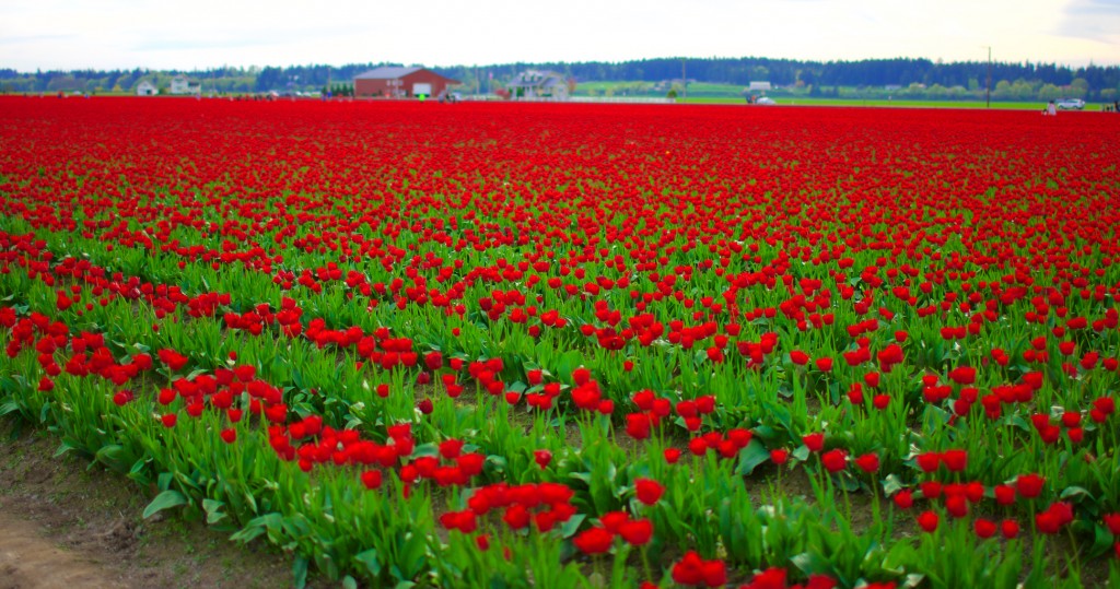 Skagit Valley Tulip Festival