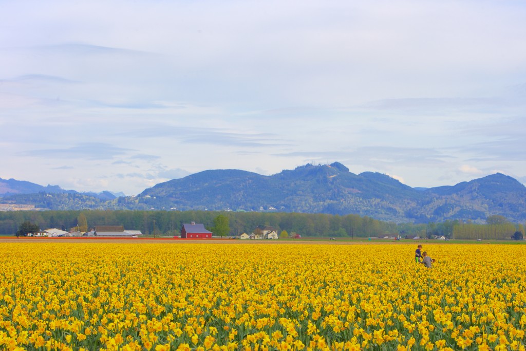 Daffodil fields too! Photo by: Andrew Ernst, http://andrewernst.com/