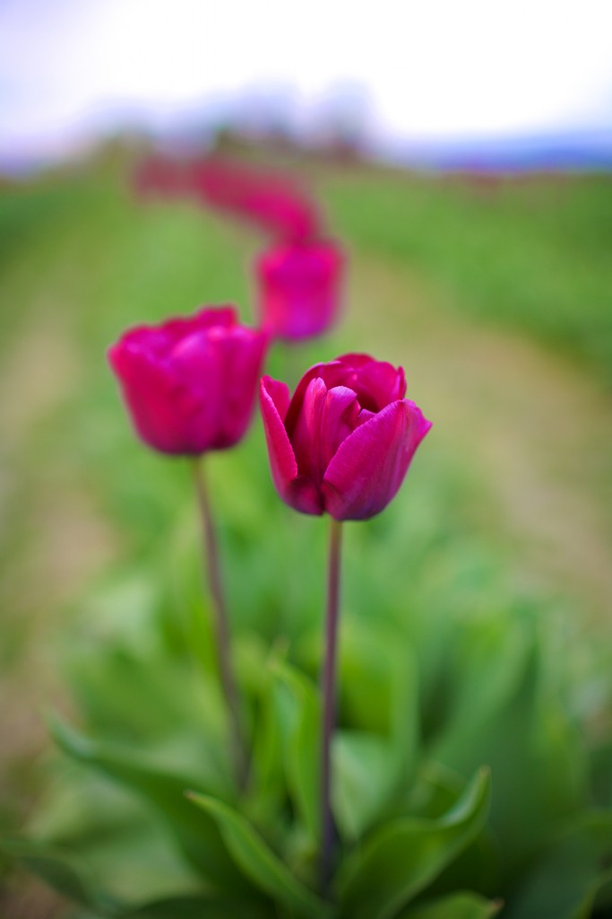 Skagit Valley Tulip Fields